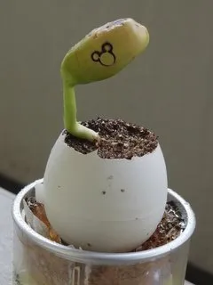 テーブルプラント ミッキー発芽