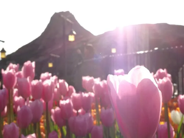 チューリップ（ザンビーニ･ブラザーズ･リストランテ前）