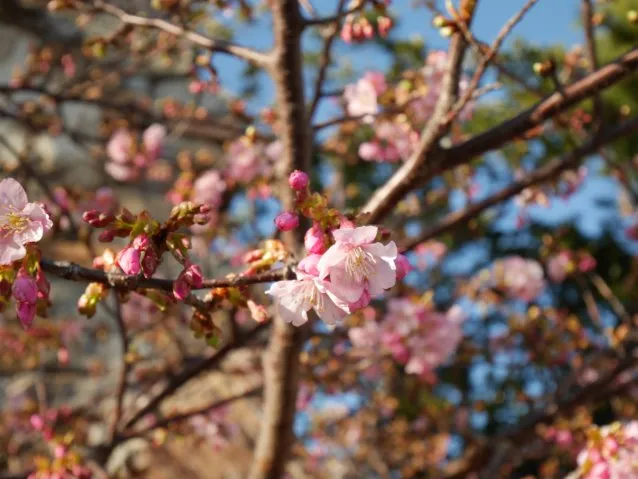 河津桜（メディテレーニアンハーバー）