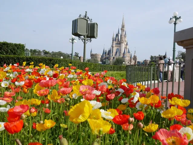 ポピー（ディズニーランド）