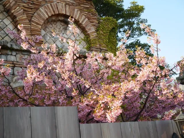 河津桜（メディテレーニアンハーバー）