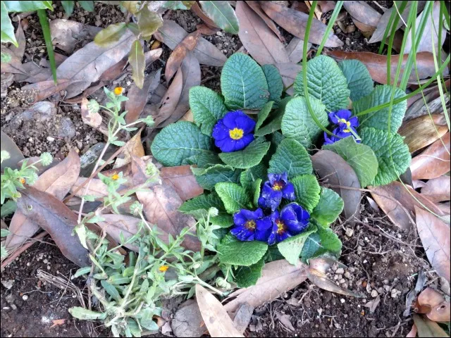青紫色の小さな花(ロストリバーデルタ)