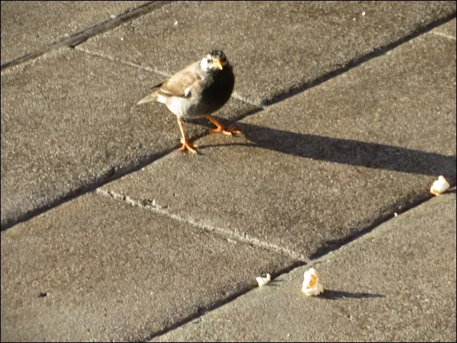 ポップコーンと鳥