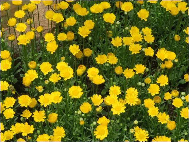黄色い花(クリッターカントリー)