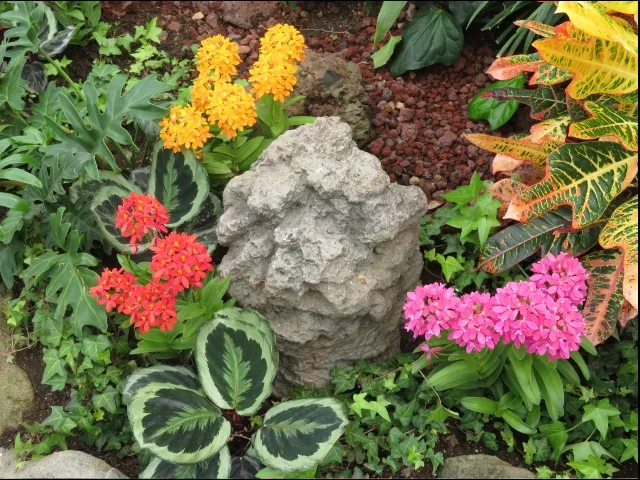 魅惑のチキルーム近くの花