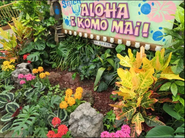 魅惑のチキルーム近くの花