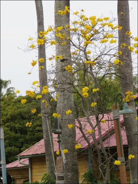 スクウィーザーズ・トロピカル・ジュースバー近くの花
