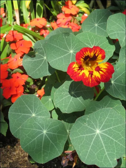 花(アドベンチャーランド)