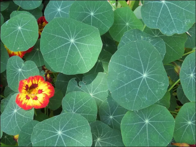 花(アドベンチャーランド)