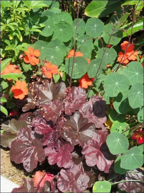 オレンジの花（アドベンチャーランド）
