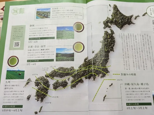 おたより。5月号「新茶のレクチャー。」(ルピシア)