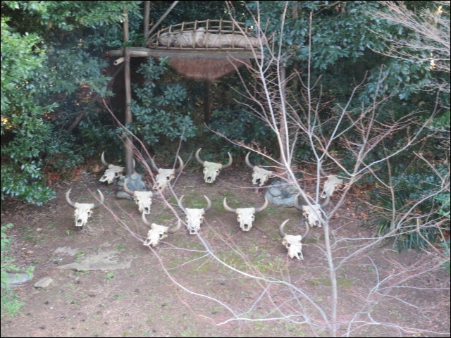 水牛の頭蓋骨（蒸気船マークトウェイン号）