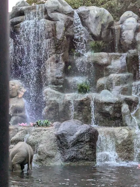 岩場を滴る水(ジャングルクルーズ)