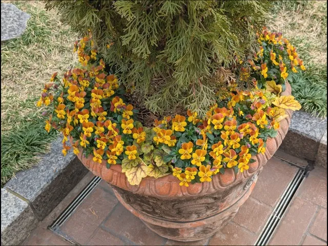 4Fの鉢植え（イクスピアリ）