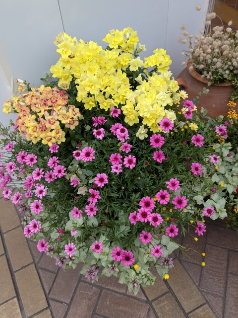 4Fの鉢植え（イクスピアリ）