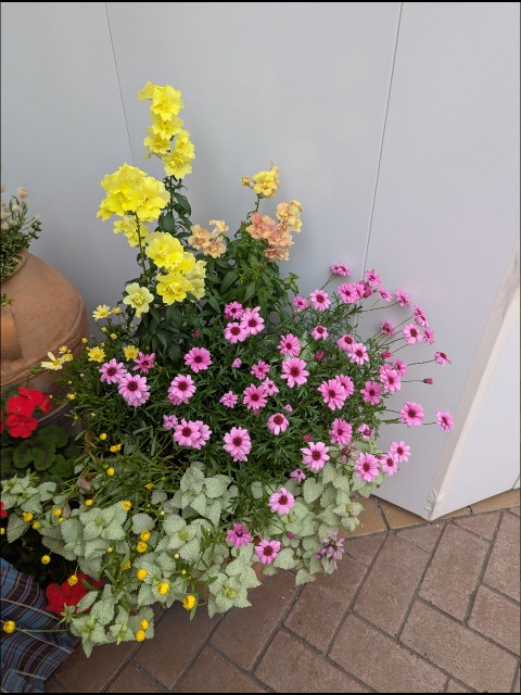 4Fの鉢植え（イクスピアリ）