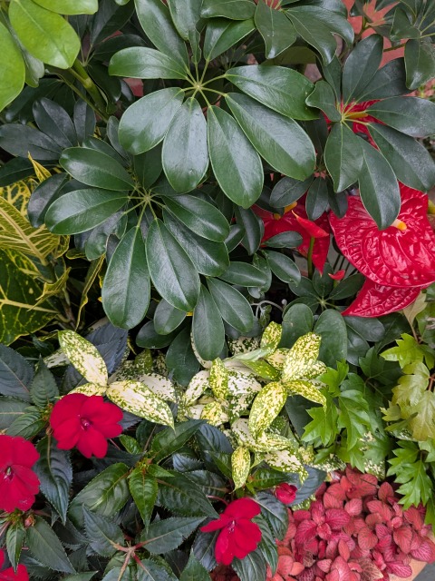 アドベンチャーランドの花