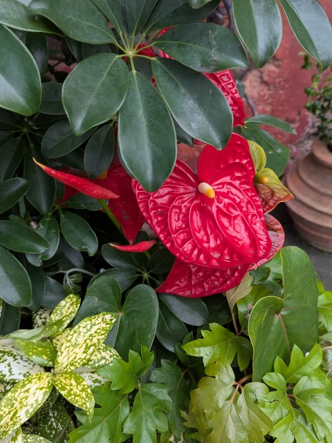 アドベンチャーランドの花 アップ