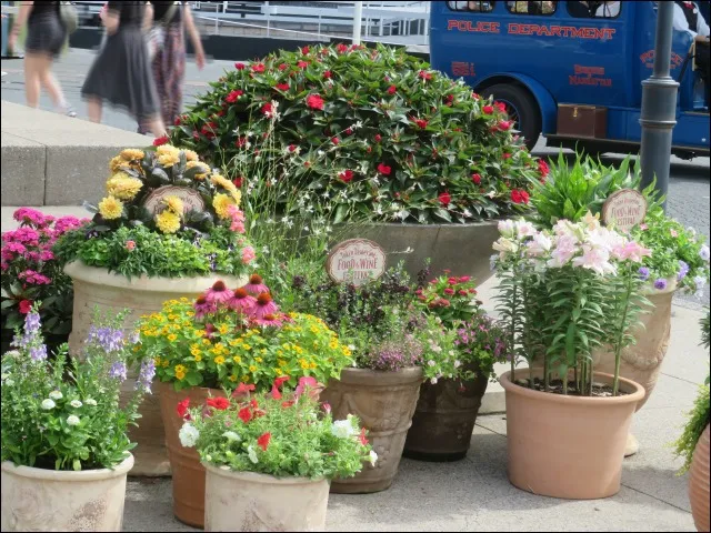 鉢植え(フード&ワイン・フェスティバル)