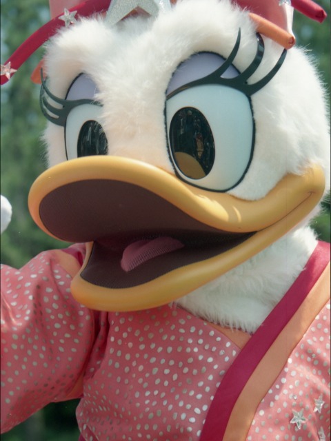 デイジーダック（ディズニー・スターフェスティバル）
