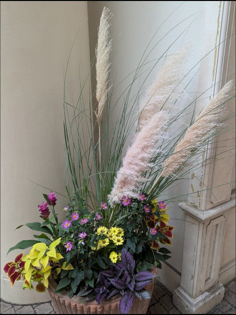 ススキ(IKSPIARI HALLOWEEN)