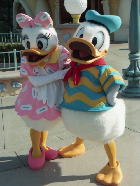 デイジーとドナルド（トゥーンタウン）