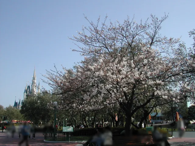 桜（プラザ）