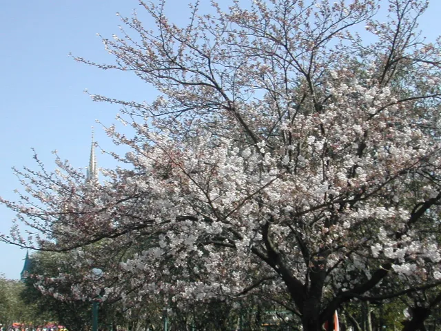 桜（プラザ）